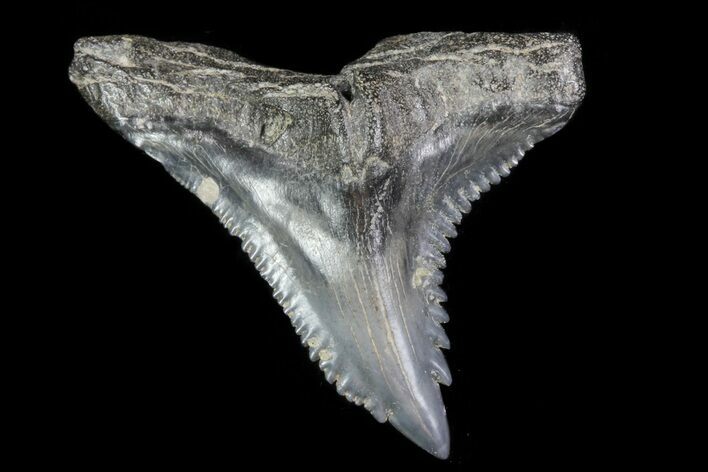 Large, Fossil Hemipristis Tooth - Georgia #74804